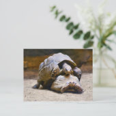 Schildkröten Postkarte (Stehend Vorderseite)