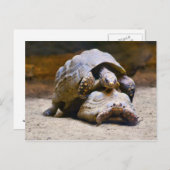 Schildkröten Postkarte (Vorne/Hinten)