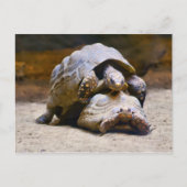 Schildkröten Postkarte (Vorderseite)