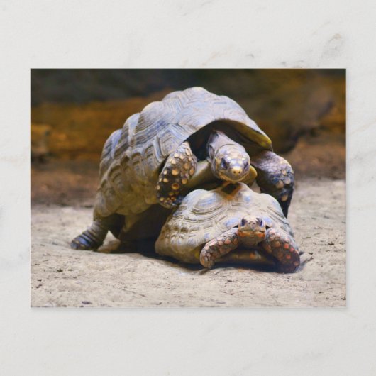 Schildkröten Postkarte (Vorderseite)