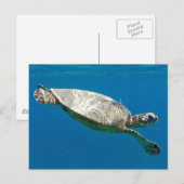 Schildkröten Postkarte (Vorne/Hinten)
