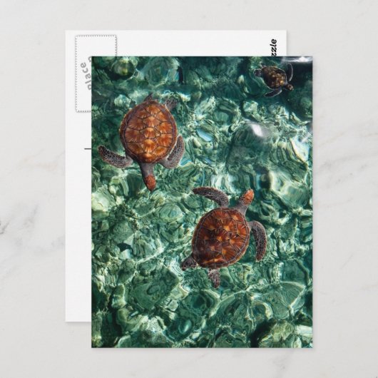 Schildkröten Postkarte (Vorne/Hinten)