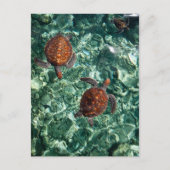 Schildkröten Postkarte (Vorderseite)