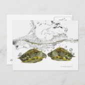 Schildkröten Postkarte (Vorne/Hinten)