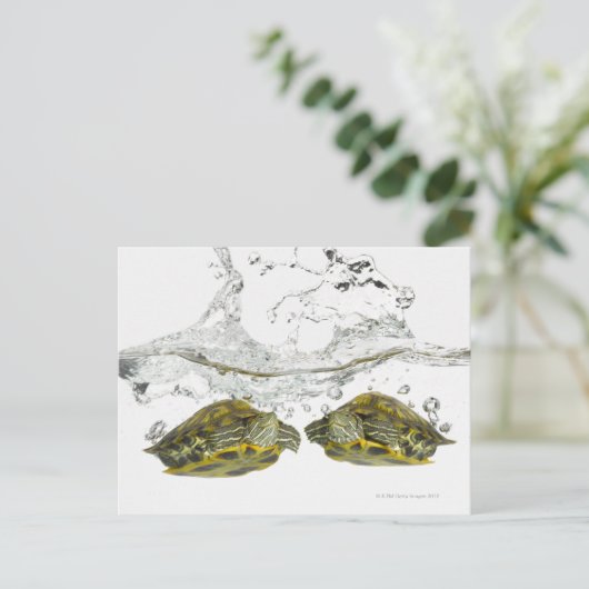 Schildkröten Postkarte (Stehend Vorderseite)