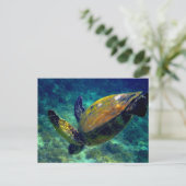 Schildkröten Postkarte (Stehend Vorderseite)