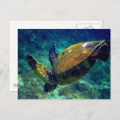 Schildkröten Postkarte (Vorne/Hinten)