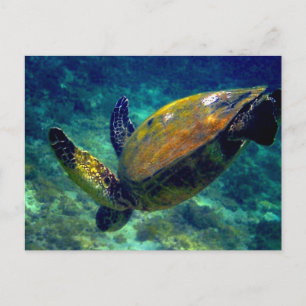 Schildkröten Postkarte