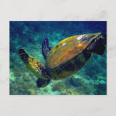 Schildkröten Postkarte (Vorderseite)