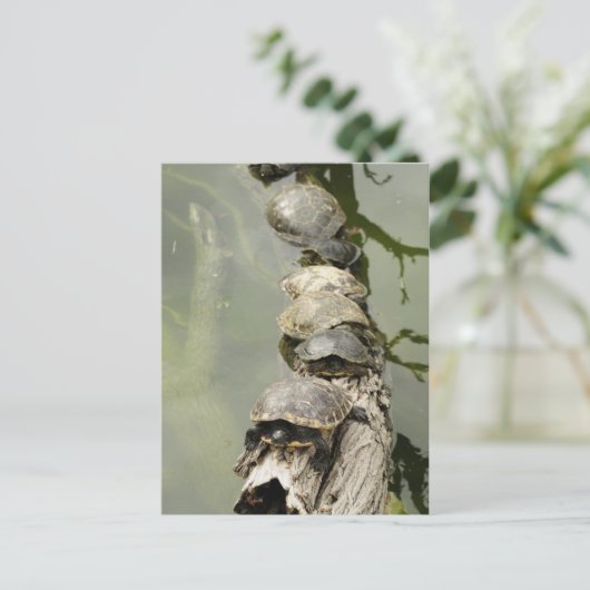 Schildkröten Postkarte (Stehend Vorderseite)
