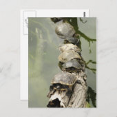 Schildkröten Postkarte (Vorne/Hinten)