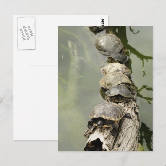 Schildkröten Postkarte (Vorne/Hinten)