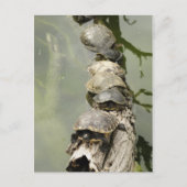 Schildkröten Postkarte (Vorderseite)
