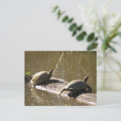 Schildkröten Postkarte (Stehend Vorderseite)