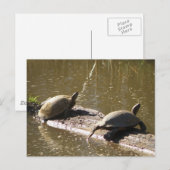 Schildkröten Postkarte (Vorne/Hinten)
