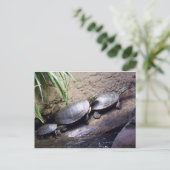 Schildkröten Postkarte (Stehend Vorderseite)