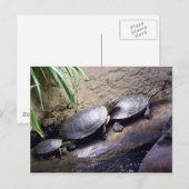 Schildkröten Postkarte (Vorne/Hinten)