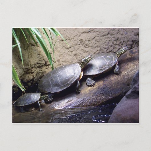 Schildkröten Postkarte (Vorderseite)