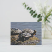 Schildkröten Postkarte (Stehend Vorderseite)