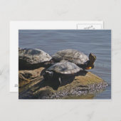 Schildkröten Postkarte (Vorne/Hinten)