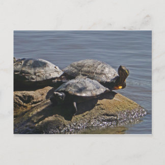 Schildkröten Postkarte