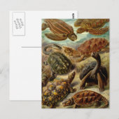 Schildkröten Postkarte (Vorne/Hinten)