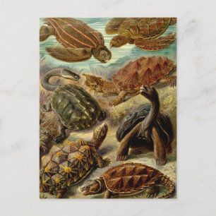 Schildkröten Postkarte