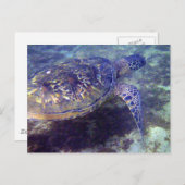 Schildkröten Postkarte (Vorne/Hinten)
