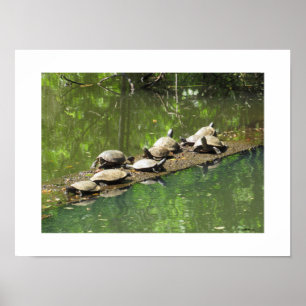 Schildkröten Sonnenschein-Poster Poster