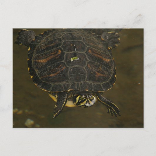Schildkröten Teich Postkarte (Vorderseite)