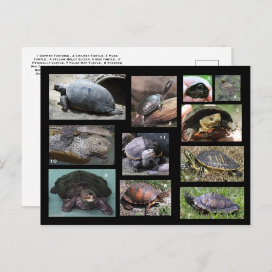 Schildkröten , Terrapine und Torts der SC Postcard Postkarte (Vorne/Hinten)