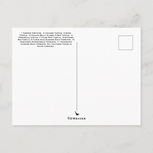 Schildkröten , Terrapine und Torts der SC Postcard Postkarte (Rückseite)