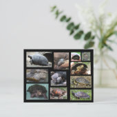 Schildkröten , Terrapine und Torts der SC Postcard Postkarte (Stehend Vorderseite)