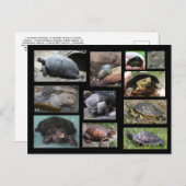 Schildkröten , Terrapine und Torts der SC Postcard Postkarte (Vorne/Hinten)