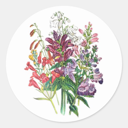 Schildkröten und Beardtongues Runder Aufkleber (Vorderseite)