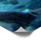 Schildkröten und Fische Poster (Ecke)