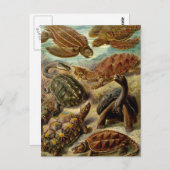 Schildkröten und Schildkröten Postkarte (Vorne/Hinten)
