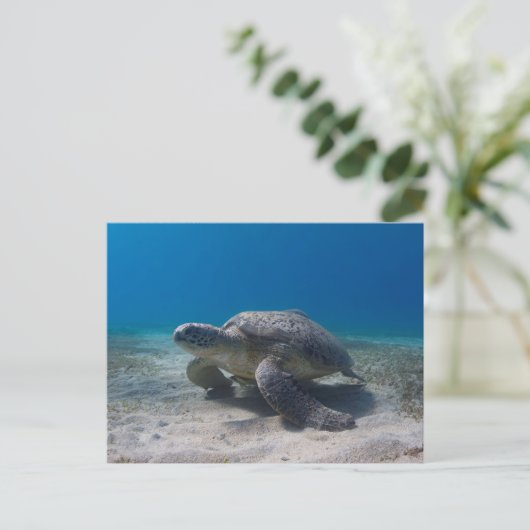 Schildkröten-Unterwasserszene Postkarte (Stehend Vorderseite)
