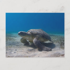 Schildkröten-Unterwasserszene Postkarte