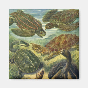 Schildkröten Vintage Landschildkröte von Ernst Hae Magnet