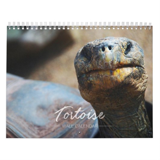 Schildkröten-Wandkalender Kalender (Titelbild)