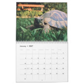 Schildkröten-Wandkalender Kalender (Jan 2027)