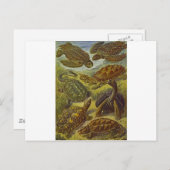 Schildkröten Wissenschaftliche Druckerei Postkarte (Vorne/Hinten)