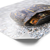 Schildkrötendruck Foto (Ecke)