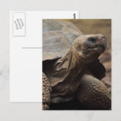 Schildkrötenfoto Postkarte (Vorne/Hinten)