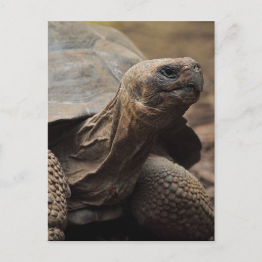 Schildkrötenfoto Postkarte (Vorderseite)