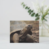 Schildkrötenfoto Postkarte (Stehend Vorderseite)