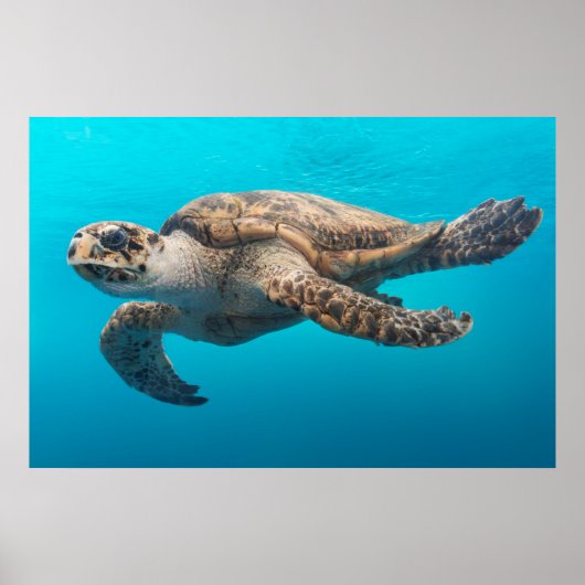 Schildkrötenfotografie Blauer Ozean Poster (Vorne)