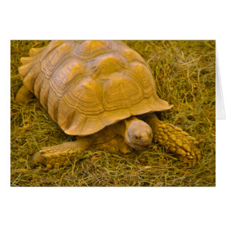 Schildkrötenkarte