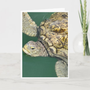Schildkrötenkarte (Green Sea Turtle Note Card) ( Dankeskarte